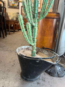 Plant / Greenery