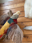 Taxidermy