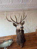 Taxidermy