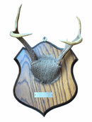 Taxidermy