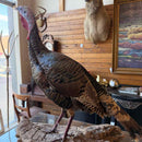 Taxidermy