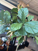 Plant / Greenery