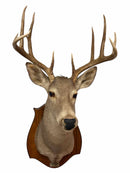 Taxidermy