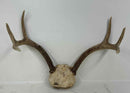 Taxidermy