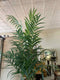 Plant / Greenery