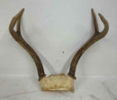 Taxidermy