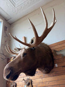 Taxidermy