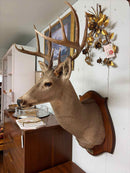 Taxidermy
