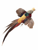 Taxidermy