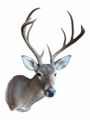 Taxidermy