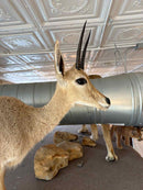 Taxidermy