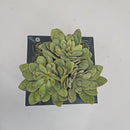 Plant / Greenery