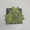 Plant / Greenery
