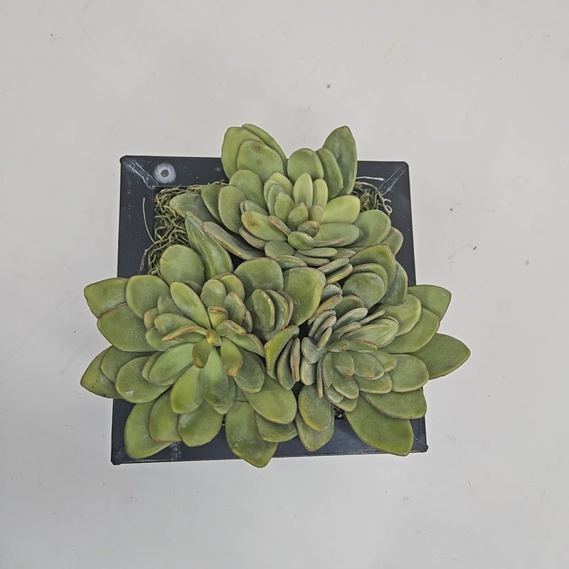 Plant / Greenery