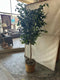 Plant / Greenery