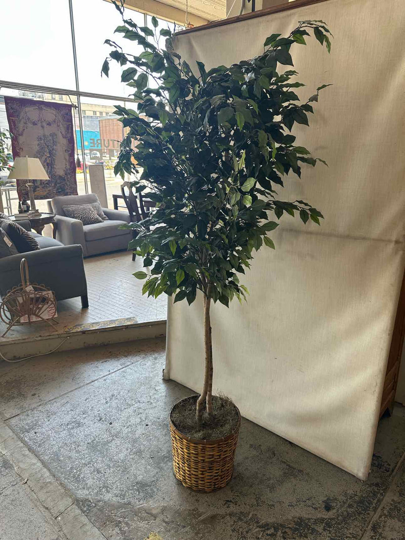 Plant / Greenery