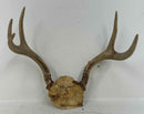 Taxidermy